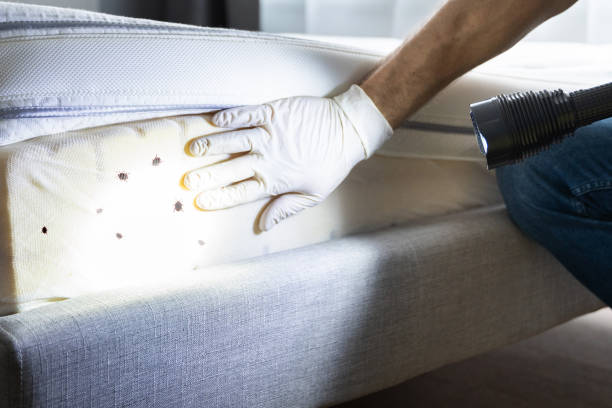 Best Local Pest Control Services  in Midway, GA