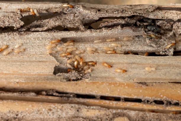Best Ant Control Services  in Midway, GA